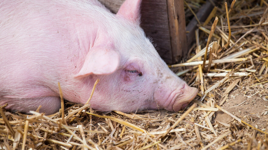 ASK se širi: U Njemačkoj daju 200 eura po svinji farmerima koji odustanu od uzgoja