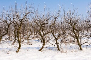 Ponovo se okupljaju voćari RS - savjetovanje u februaru