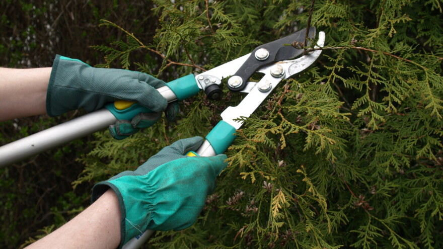 Kako i kada obaviti rezidbu četinjača?