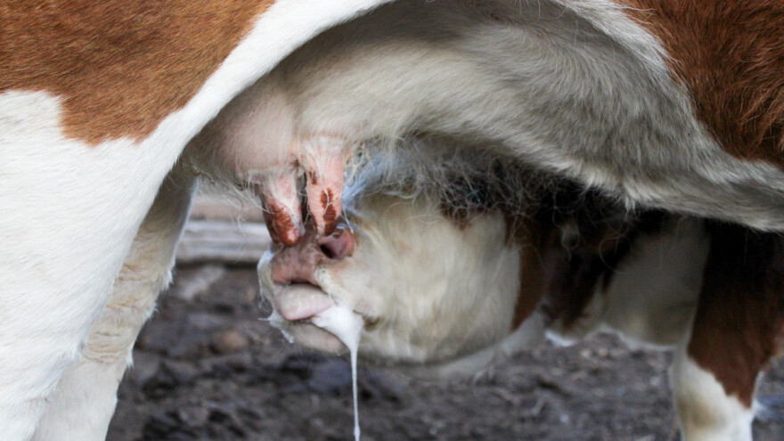 Najveći gubici kalcija za vrijeme teljenja i laktacije: Kako ih spriječiti?