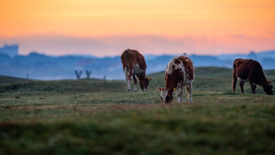 Stižu nove pandemije ako ne zaštitimo prirodu? Poljoprivreda igra važnu ulogu