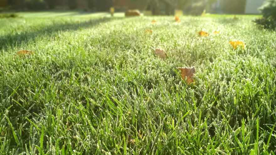 Kako sprečiti pojavu glista na travnjaku?