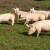Najveći europski proizvođač svinjetine otpušta radnike - pada broj tovljenika u Njemačkoj?