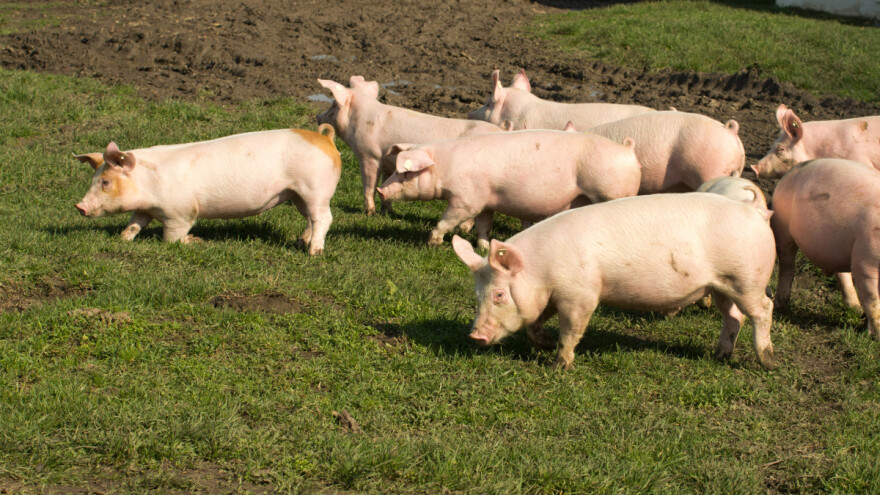 TISUP objavio cijene stoke na sajmovima i otkupnim mjestima u RH