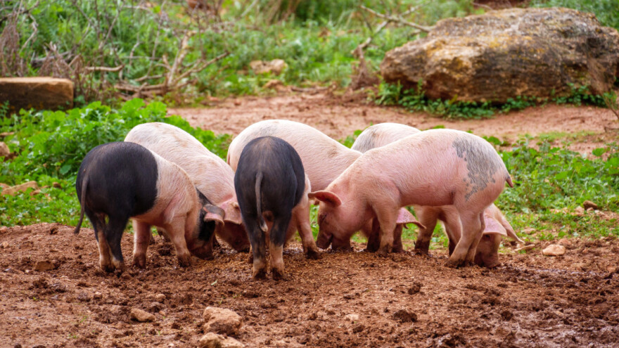 Ekobonovi, eko hrana u kantinama i školama - dio su Akcijskog plana EK