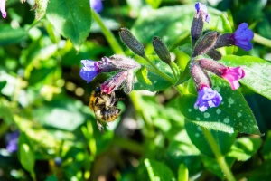 Lekoviti plućnjak promenom boje cvetova javlja pčeli gde je ostalo nektara