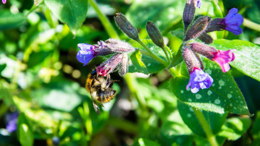 Lekoviti plućnjak promenom boje cvetova javlja pčeli gde je ostalo nektara