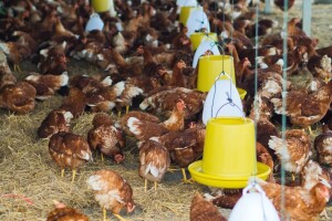 Peradari na rubu opstanka - razmišljaju o obustavi proizvodnje