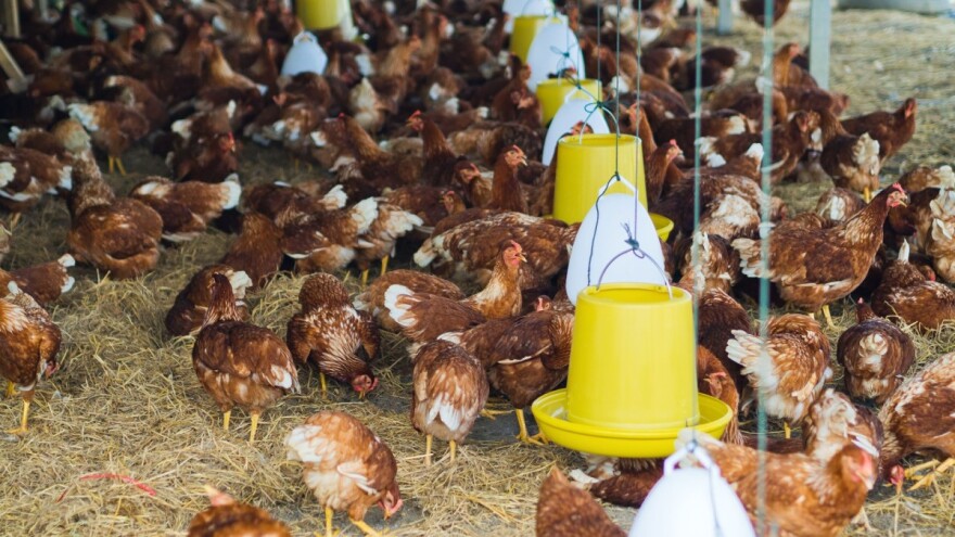 Peradari na rubu opstanka - razmišljaju o obustavi proizvodnje