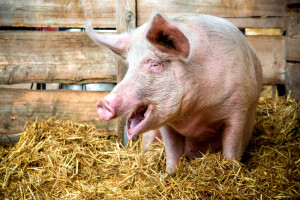 Uginula "Snažna svinja": Prije 13 godina preživjela je potres i 36 dana pod ruševinama