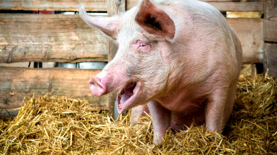 Uginula "Snažna svinja": Prije 13 godina preživjela je potres i 36 dana pod ruševinama