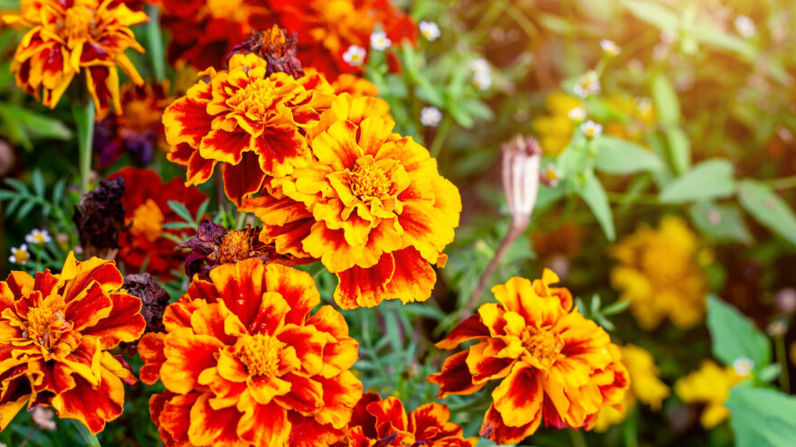 I kad uvene, kadifica ostaje korisna: Kako sačuvati sjeme, šta sa osušenom?