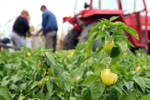 Ubrzati poljoprivrednu transformaciju i održivi ruralni razvoj - cilj platforme Hand in Hand