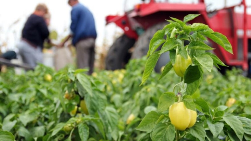 Prijavite se za podršku poljoprivrednom i ruralnom razvoju