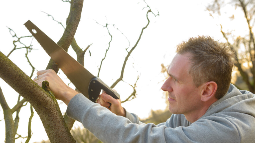 Kako se režu deblje grane na deblu?