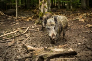 Afrička svinjska kuga se vratila u Srbiju