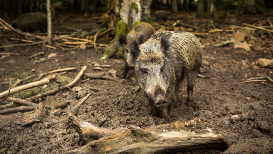 Hrvatska i dalje bez afričke svinjske kuge, razlog su biosigurnosne mjere?