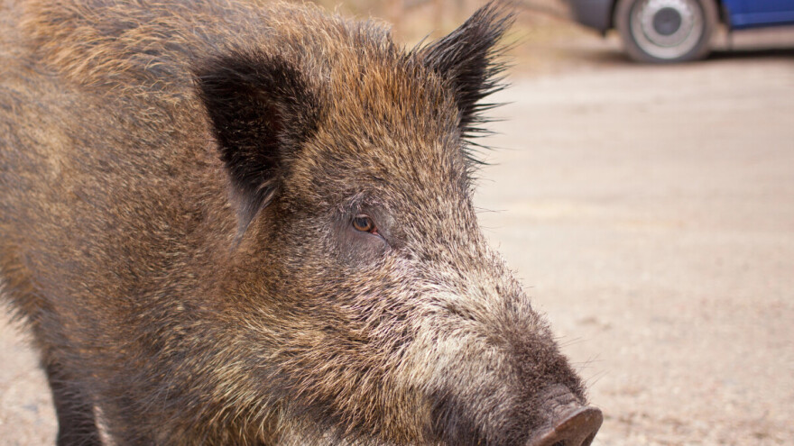 Nesvakidašnja intervencija zbog naleta divljači - policajci morali pucati u divlju svinju