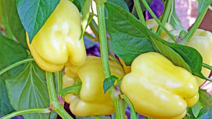 Uzgoj paprike: Što nam govori ljubičasta boja lista i njegovo uvijanje?