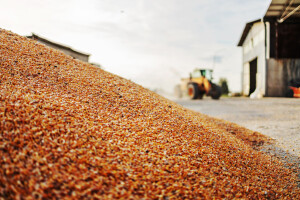 Drastičan skok cijene kukuruza: Prošle godine oko 85 lipa, sada 1,5 kn/kg