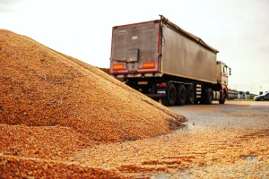 Kukuruz beleži rast, pšenica između 40 i 41 dinar po kilogramu