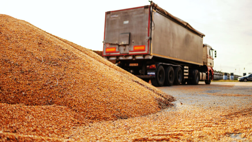 Kukuruz beleži rast, pšenica između 40 i 41 dinar po kilogramu