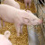 Njemačka mijenja Zakon o zaštiti životinja, na nogama i poljoprivrednici i udruge