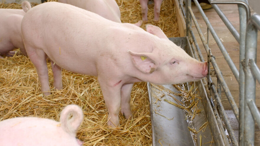 Nemačka menja Zakon o zaštiti životinja, na nogama i poljoprivrednici i udruženja