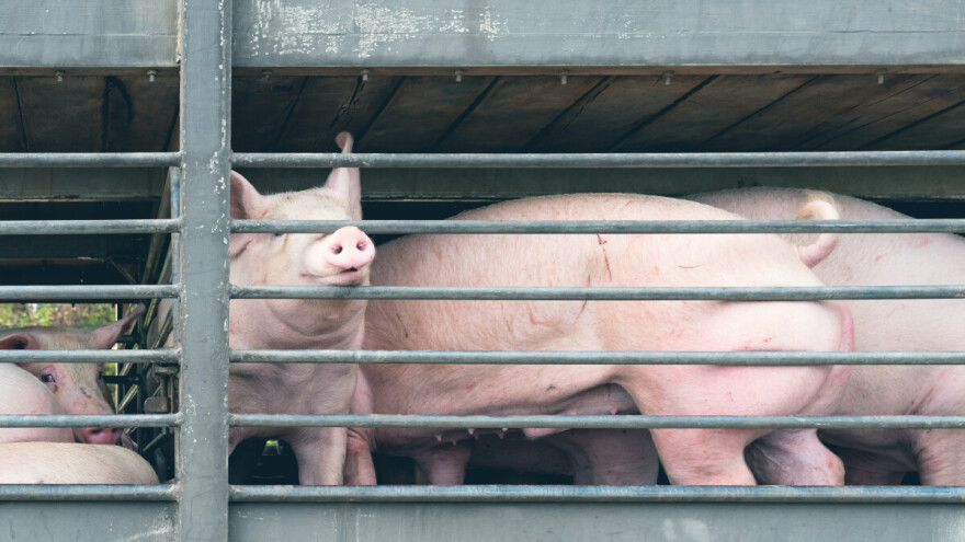 Cene teladi pale na 630 din/kg, prasadi 350 din/kg sa slabom potražnjom