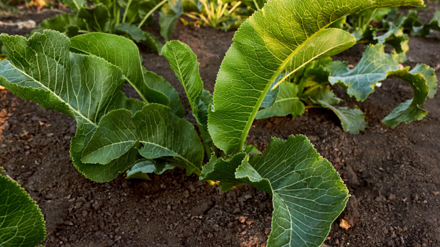 Ren: Lekoviti koren vadi se krajem jeseni - zdrav i svež i kao prerađen