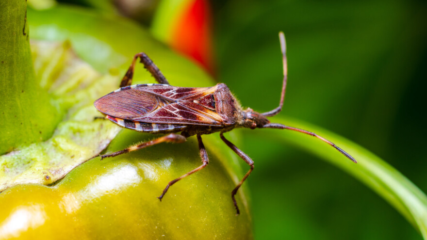 Stenice napadaju zasade, kako ih se rešiti?