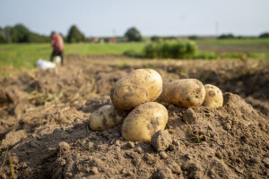 Nekada poznato selo po krompiru - danas svega 20-ak proizvođača