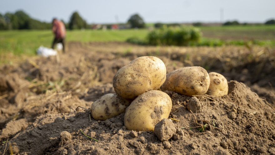 Nekada poznato selo po krompiru - danas svega 20-ak proizvođača