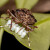 U suzbijanju smrdibuba pomaže parazitska osica
