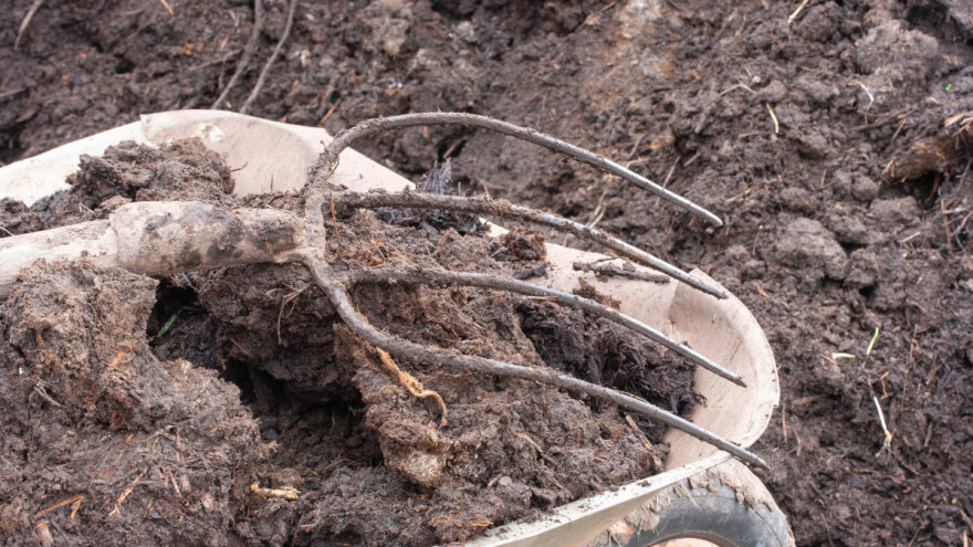 Kako napraviti gnojivo od svježeg stajnjaka?