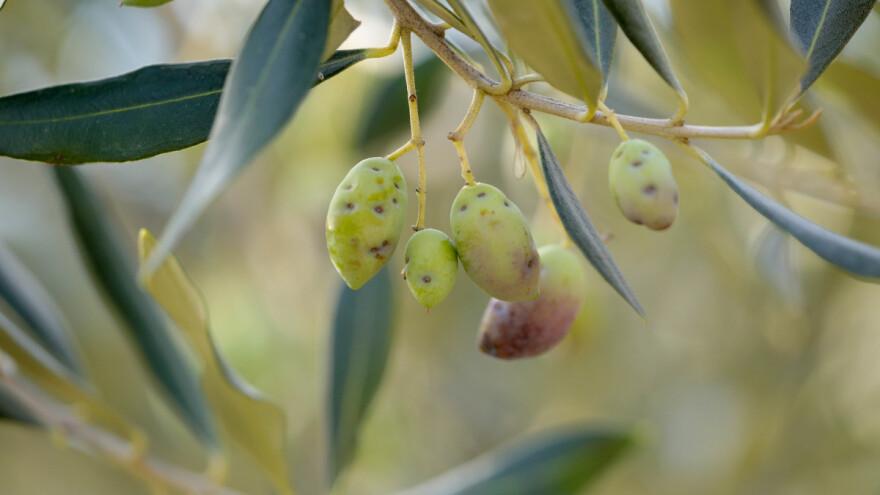 Pojačan je let maslinine muhe - s čime tretirati?