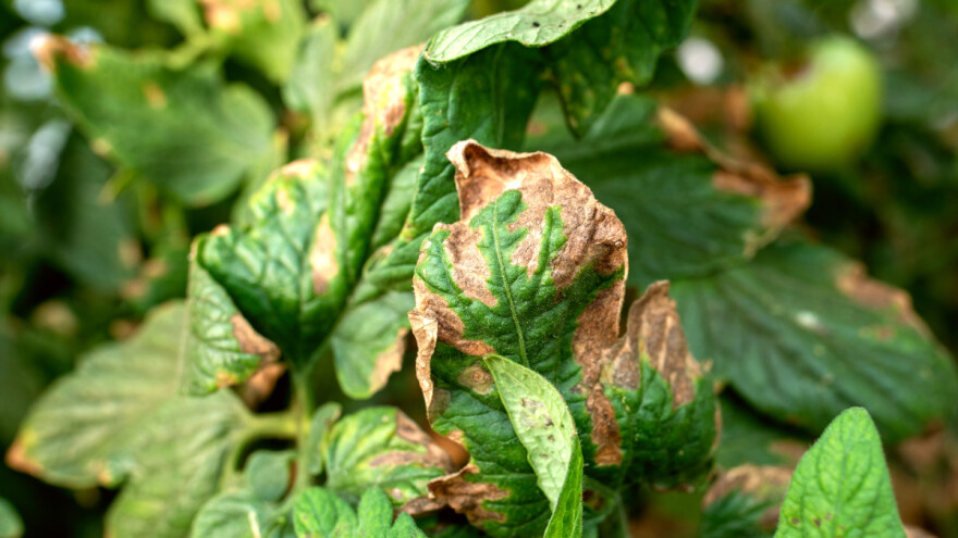Uočen virus bronzavosti paradajza, masovna pojava tripsa veći problem?