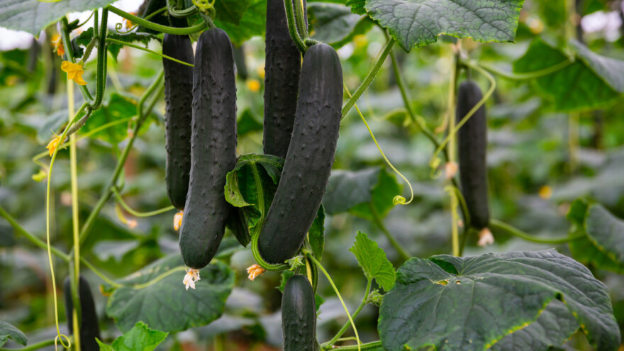 Kako postići maksimalni prinos krastavca salatara?