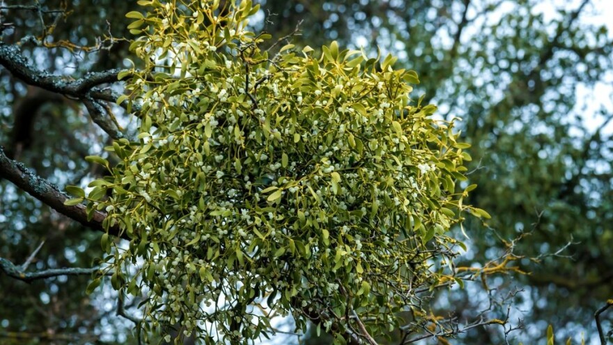 Imela - ljekovita biljka, ali i tihi ubica stabala