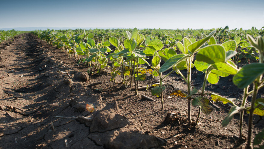 Podpovršinsko navodnjavanje - zašto je ekonomičnije i sigurnije?