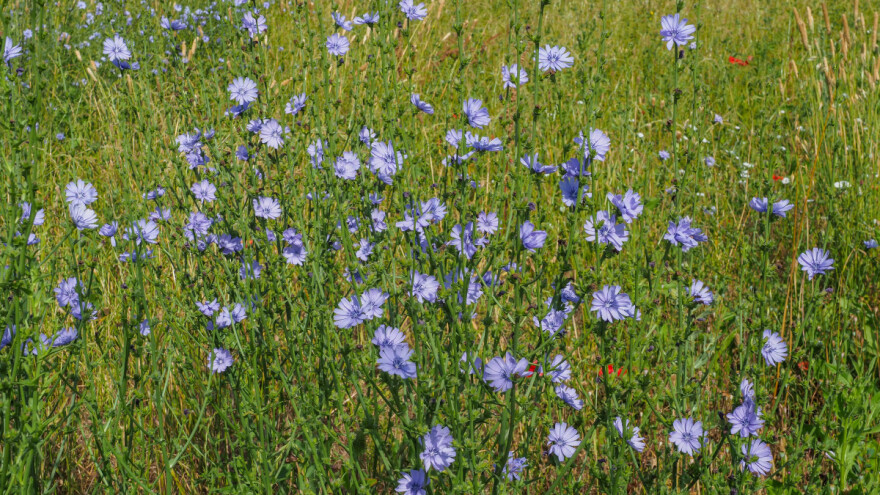 Cikorija više poznata kao korov, a znate li koliko je lekovita?