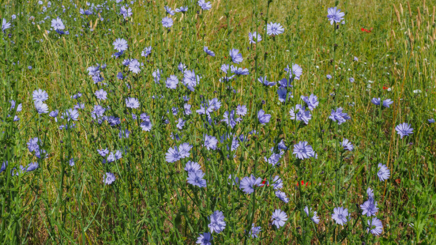 Cikorija više poznata kao korov, a znate li koliko je ljekovita?