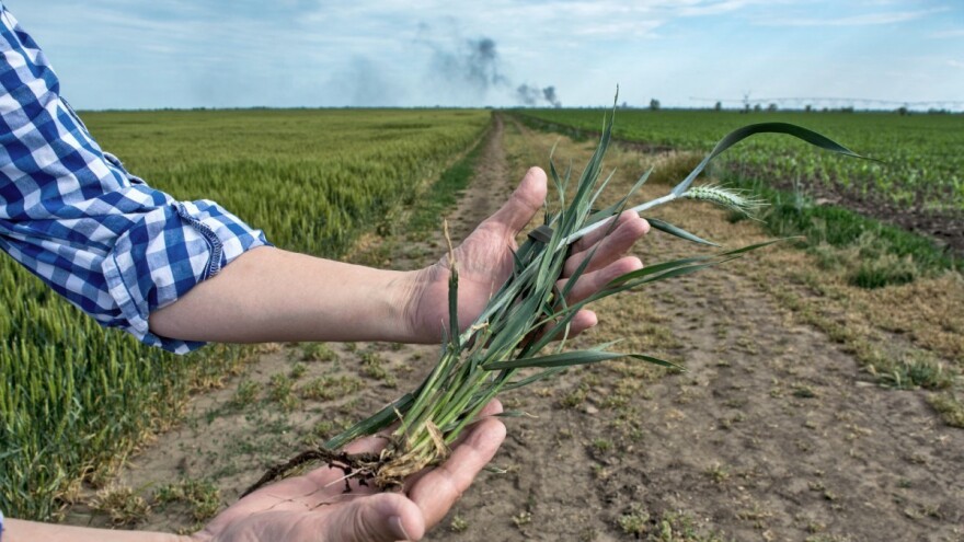 Kako i koje bakterije štite pšenicu od vrućine i suše?
