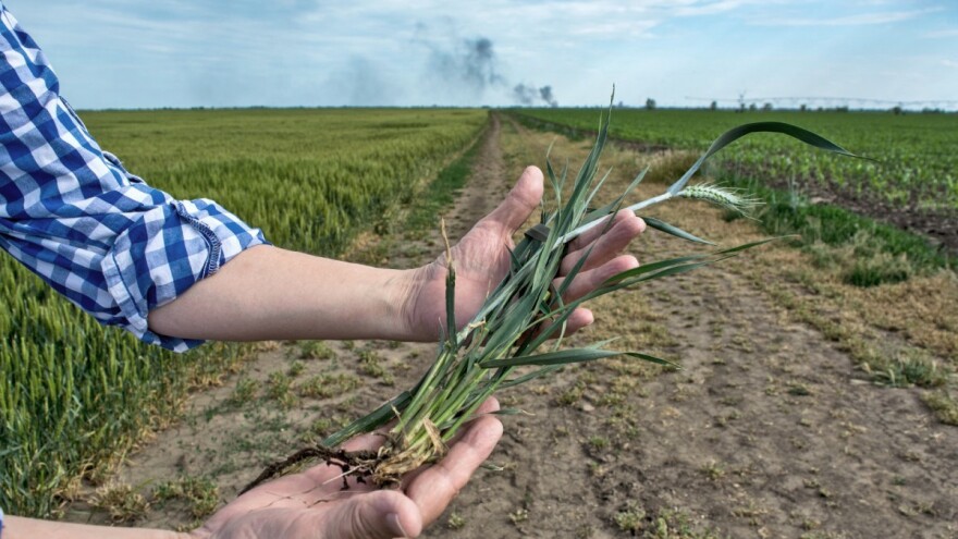 Kako i koje bakterije štite pšenicu od vrućine i suše?