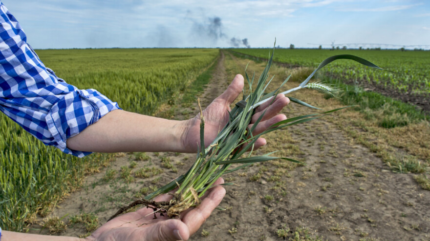 Povećanje mikorize korijena putem gnojiva - koje su prednosti?