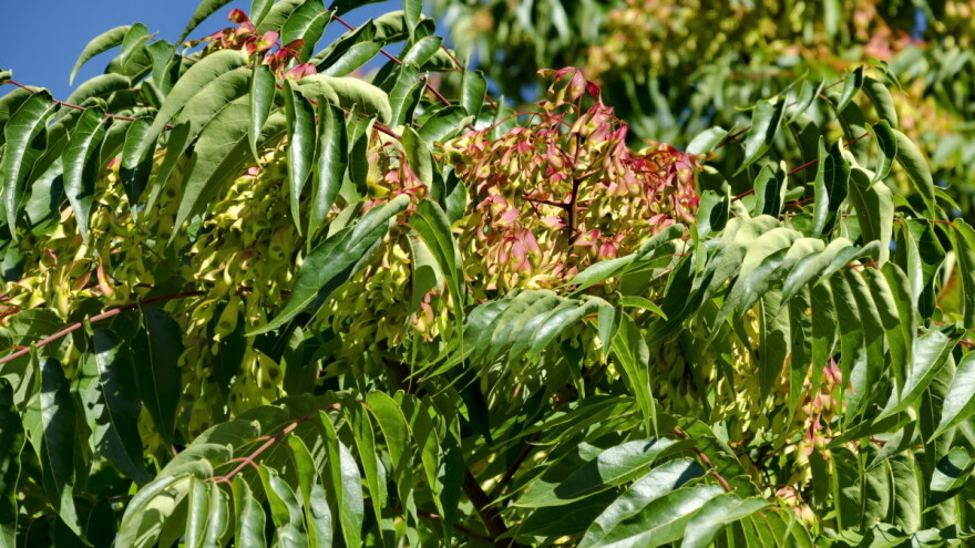 Pajasen: Započeo 19,4 milijuna kuna vrijedan projekt kontrole invazivnog stabla