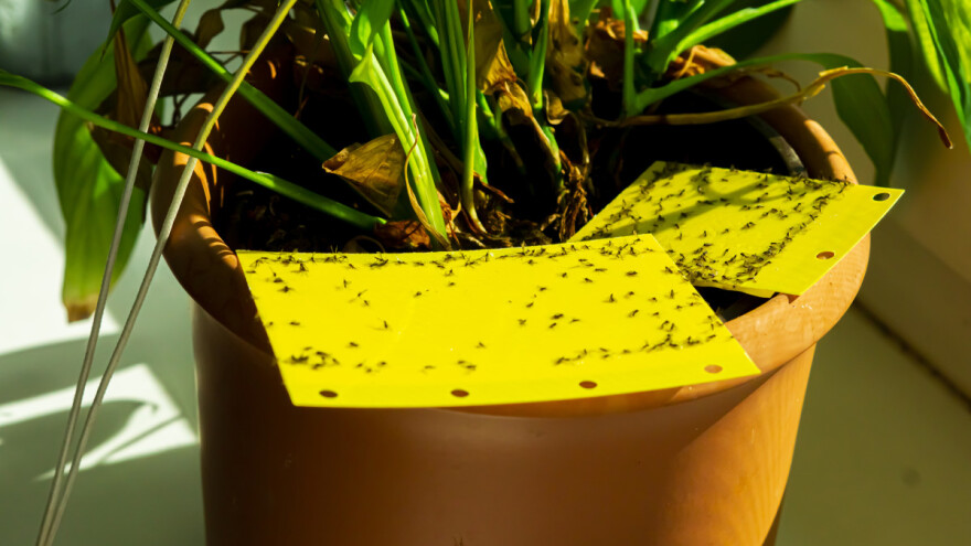 Mušice na sobnim biljkama - zašto se javljaju i kako ih suzbiti?