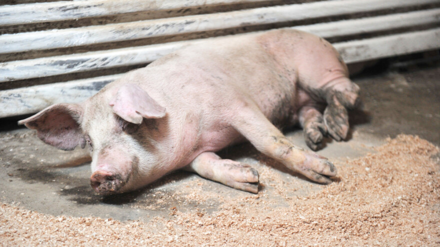 Uduplao se broj imanja sa afričkom kugom svinja - uklonit će gotovo 500 životinja