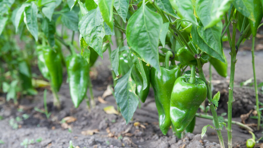 Organski hidrogel - štedi vodu za navodnjavanje i služi kao zaštita usjeva od suše