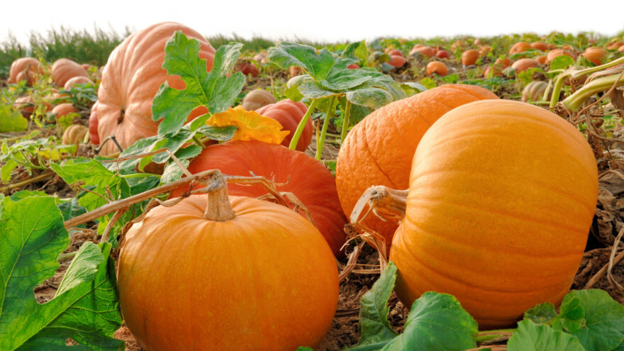 Kako pravilno obaviti berbu, sušenje i skladištenje tikvi?